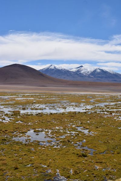 Otra zona que sufriría los embates del cambio climático es el altiplano, donde 80 por ciento de la vegetación de estepa altiplánica y más del 90 por ciento de los salares se encuentran en alto riesgo.