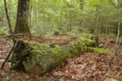 Los coleópteros saproxílicos cumplen un función clave en los bosques descomponen la madera muerta, trasnfromándola en nutrientes para el ecosistema.