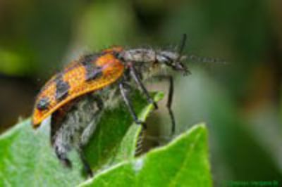 Estos  insectos son claves para la reproducción de los ecosistemas de nuestros bosques.