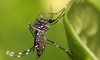 Más allá del dengue