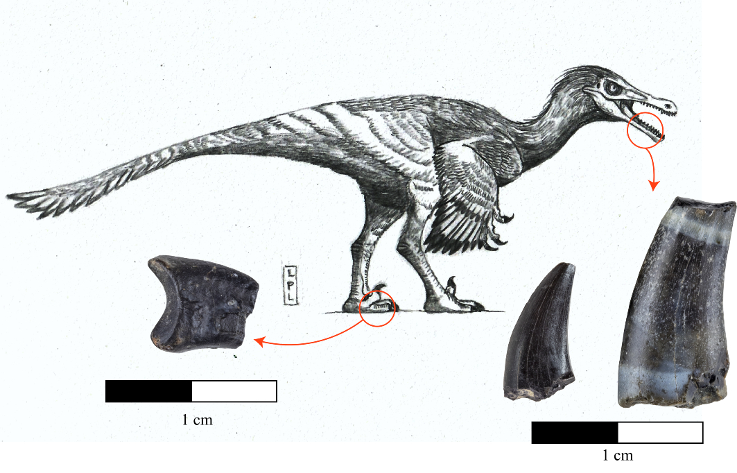 Megarraptores dominaron comunidad de dinosaurios carnívoros que habitaron  la Patagonia chilena - Universidad de Chile