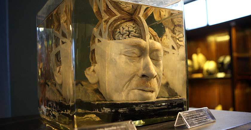 Museo de Anatomía celebra sus 100 años de vida